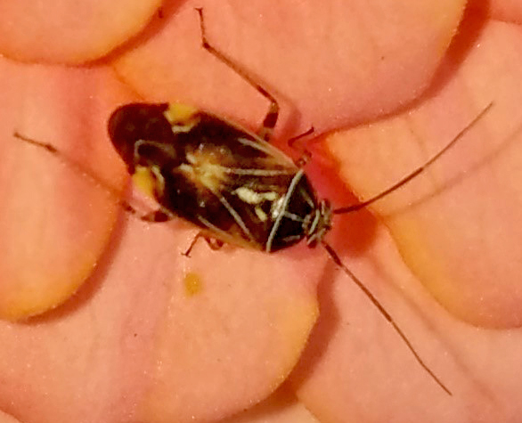 tarnished plant bug